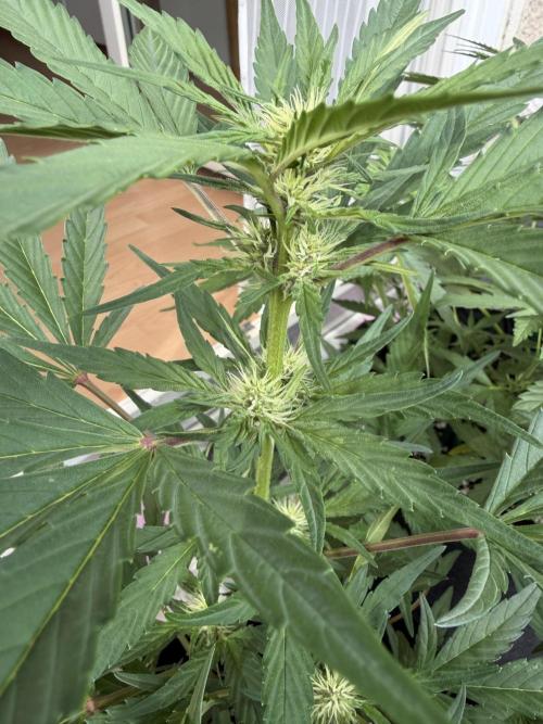 Guava Runtz Auto. Week 7