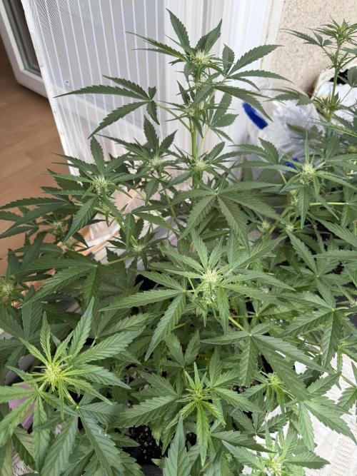 420 - Bubblegum. Week 7
