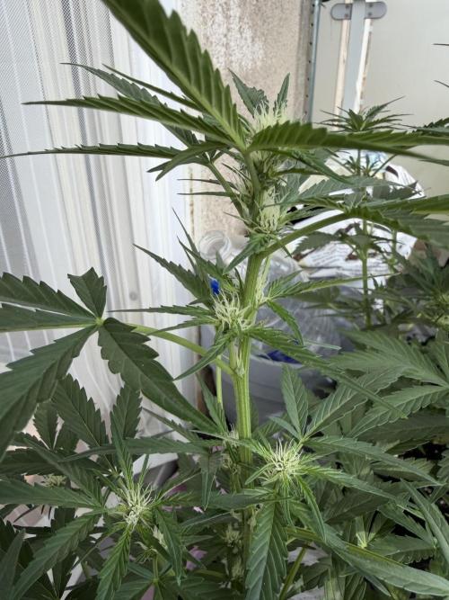 420 - Bubblegum. Week 7