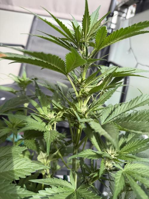 420 - Lemon Cherry Cookies. Week 7