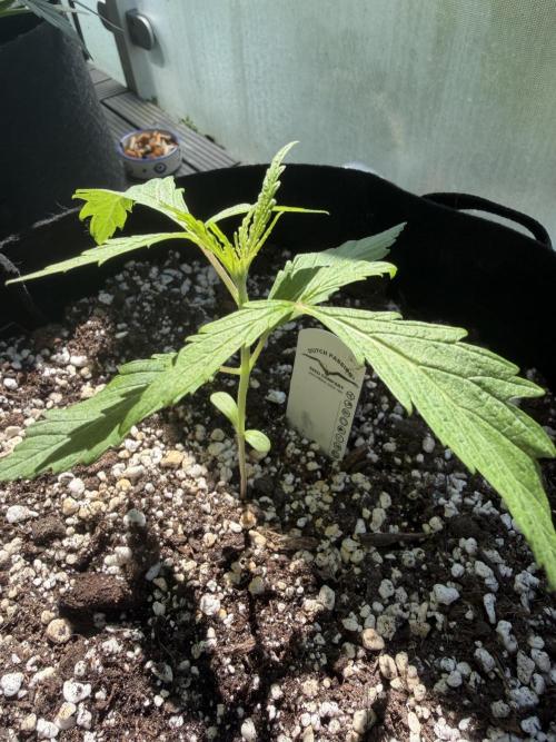 Mystery Test - SSSC. Week 2