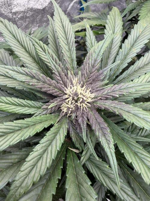 420 - Lemon Cherry Cookies. Week 8