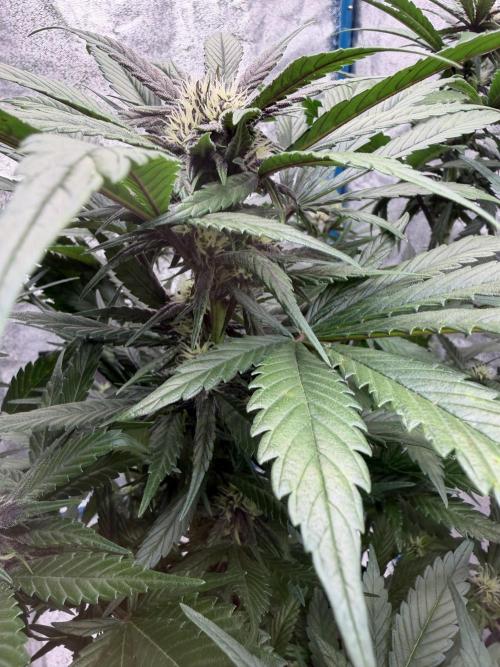 420 - Lemon Cherry Cookies. Week 8
