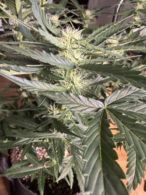 420 - Bubblegum. Week 8