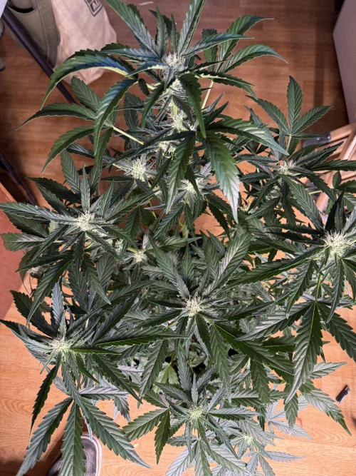 BubbleGum Auto. Week 8