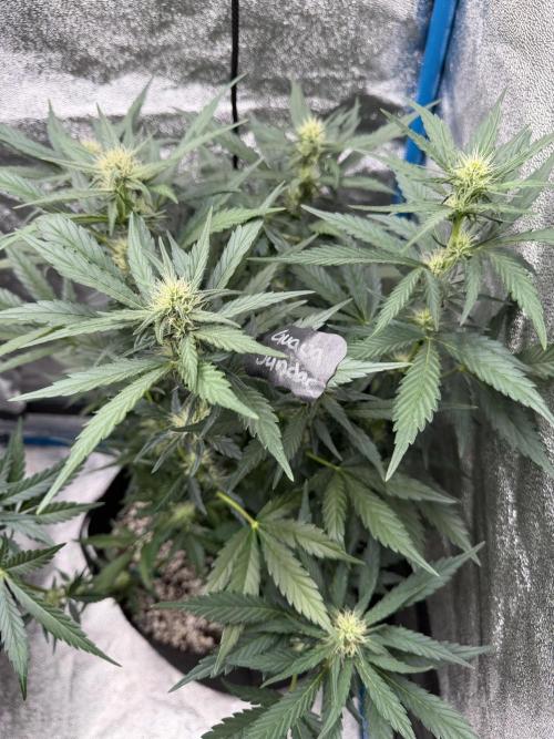 420 - Guava Sundae. Week 8