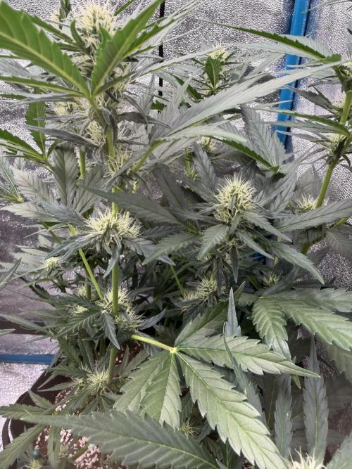 420 - Guava Sundae. Week 8
