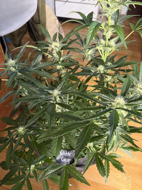 420 - Sour Jealousy. Week 8
