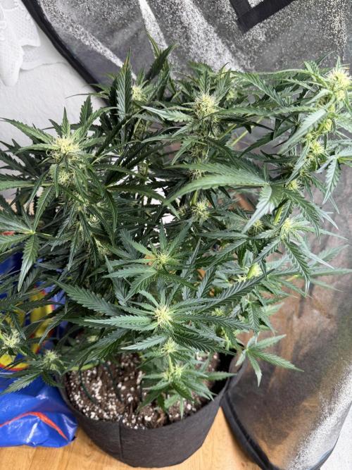420 - Sour Jealousy. Week 8