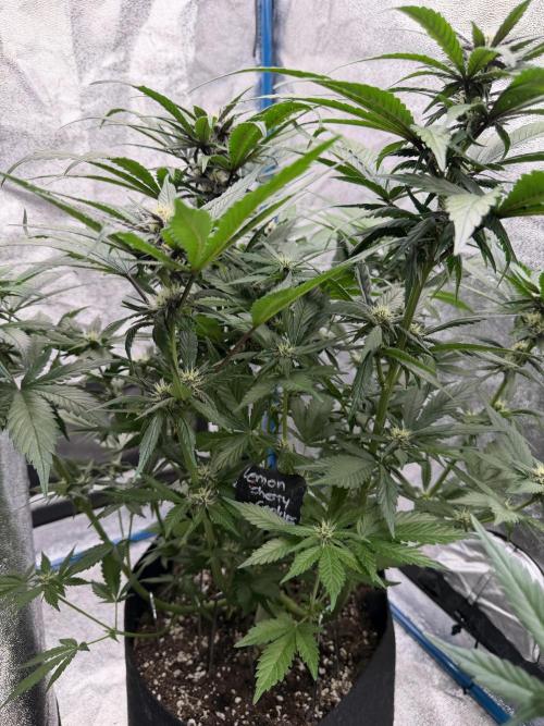 420 - Guava Runtz. Week 8