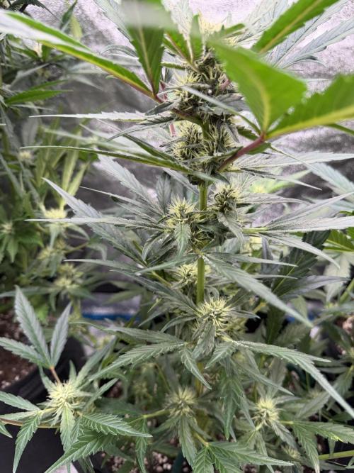 420 - Guava Runtz. Week 8