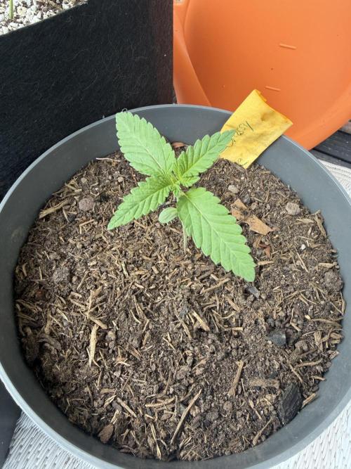 The Gassy One . Week 2