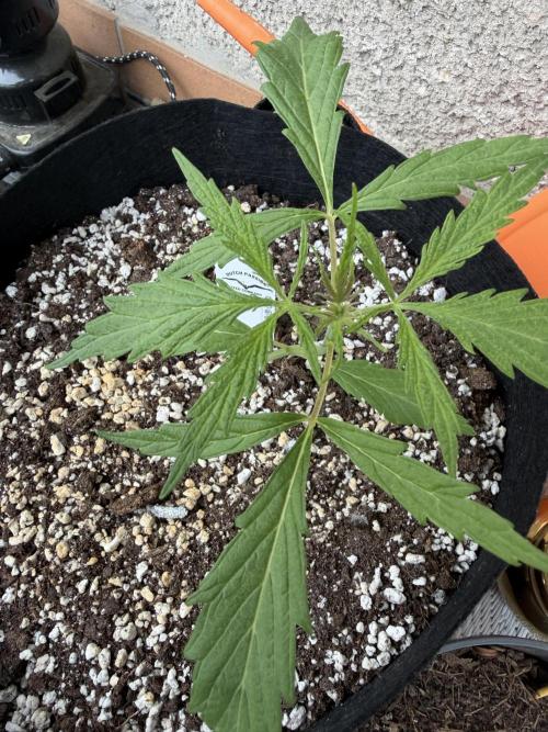 Mystery Test - SSSC. Week 3