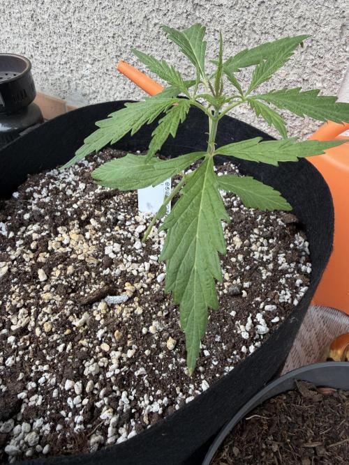 Mystery Test - SSSC. Week 3