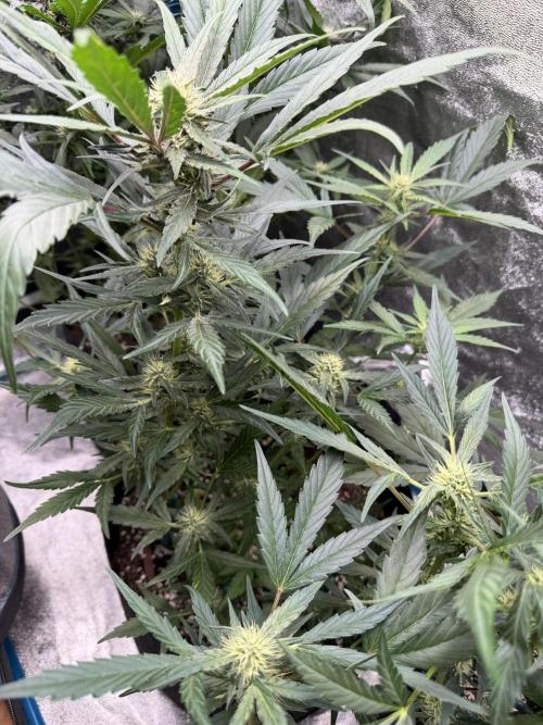 420 - Sour Jealousy. Week 8
