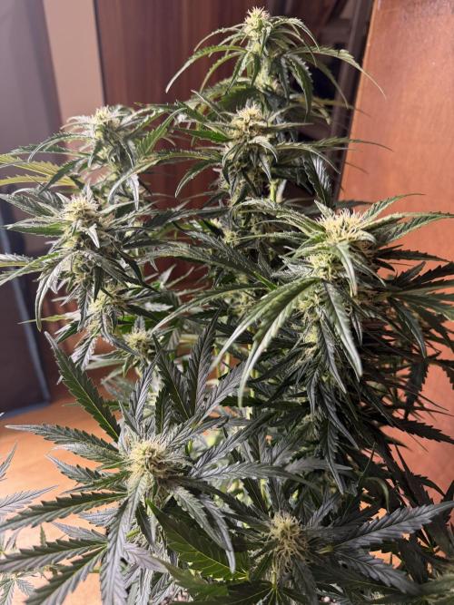 420 - Sour Jealousy. Week 8