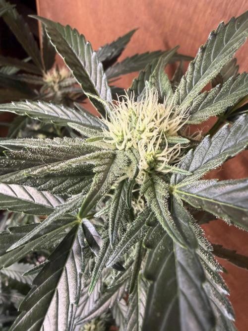 420 - Bubblegum. Week 8