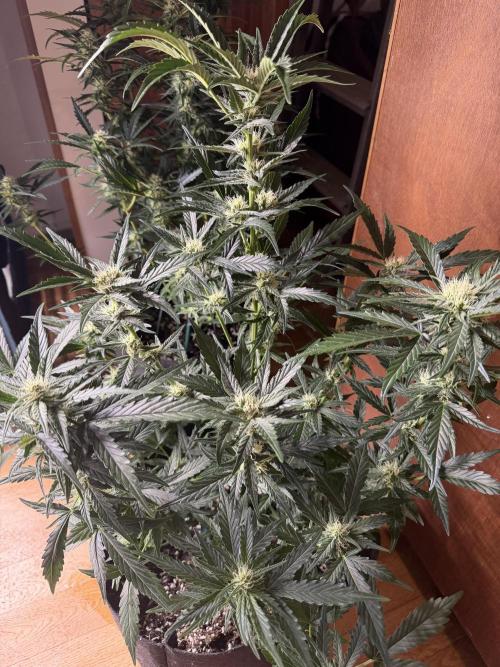 420 - Bubblegum. Week 8
