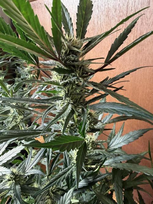 420 - Guava Runtz. Week 8