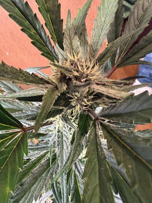 420 - Guava Runtz. Week 8