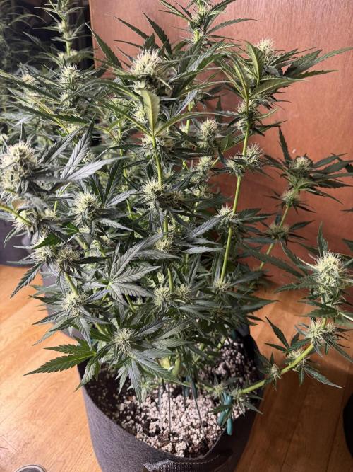 420 - Guava Sundae. Week 8