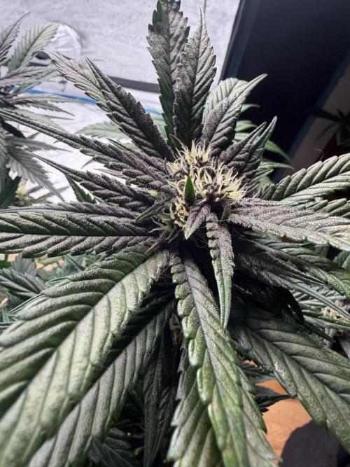420 - Lemon Cherry Cookies. Week 8