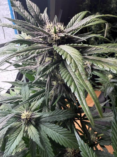 420 - Lemon Cherry Cookies. Week 8