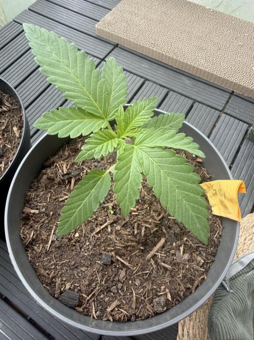The Gassy One. Week 3