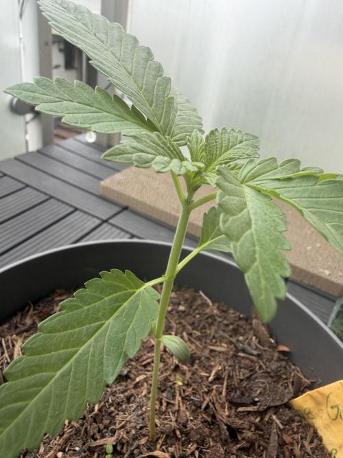The Gassy One . Week 3