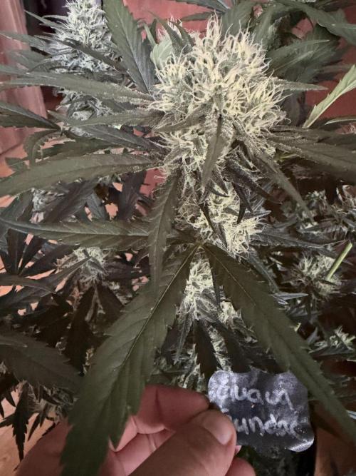 420 - Guava Sundae. Week 9