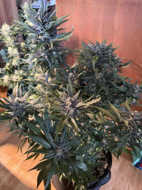 420 - Lemon Cherry Cookies. Week 9