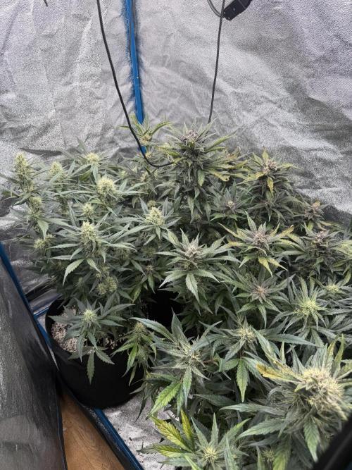 420 - Lemon Cherry Cookies. Week 9
