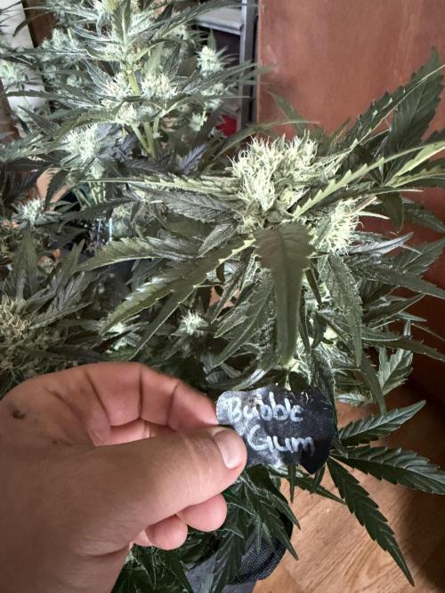 420 - Bubblegum. Week 9