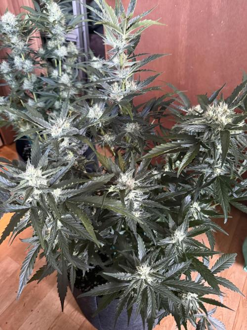 420 - Bubblegum. Week 9