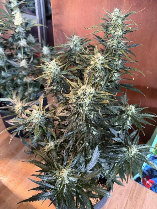 420 - Sour Jealousy. Week 9