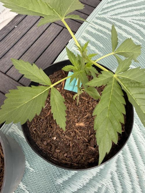 The Devil Cookie One - SSSC. Week 4