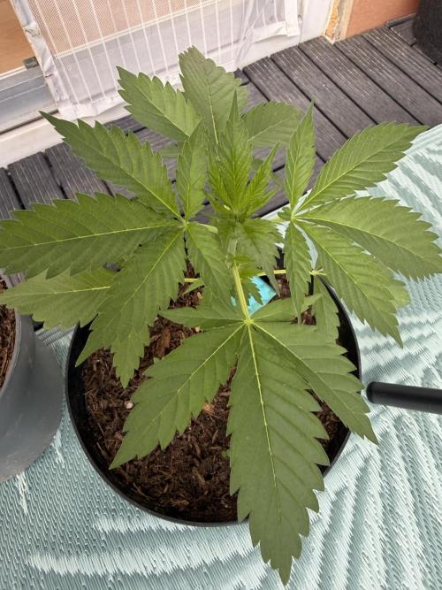 The Devil Cookie One - SSSC. Week 4
