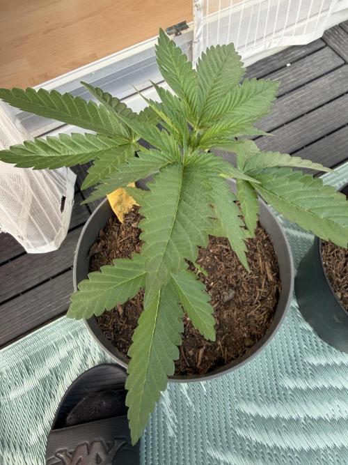 The Gassy One. Week 4