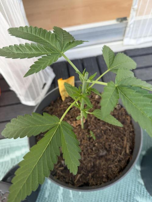 The Gassy One. Week 4