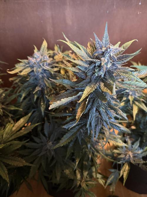 420 - Lemon Cherry Cookies. Week 10