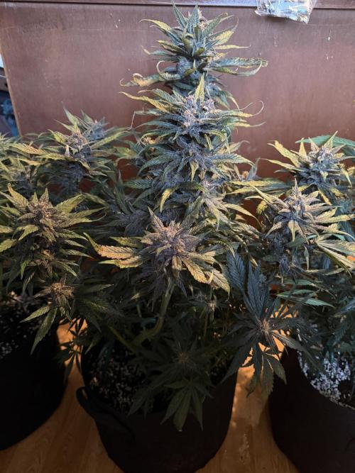 420 - Lemon Cherry Cookies. Week 10