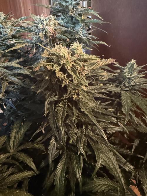 420 - Sour Jealousy. Week 10