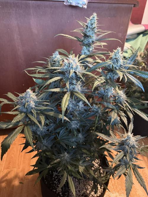 420 - Guava Sundae. Week 10