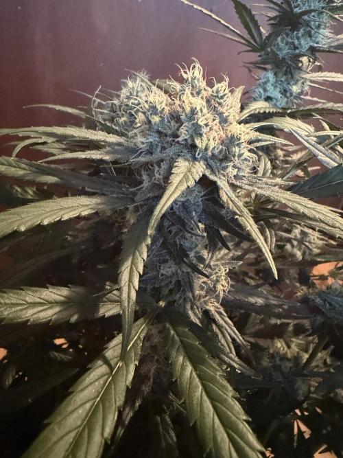 420 - Guava Sundae. Week 10