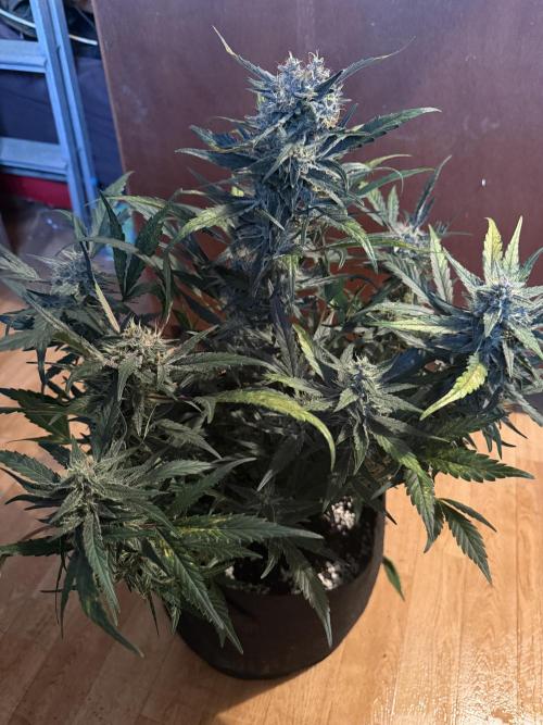 420 - Guava Runtz. Week 10