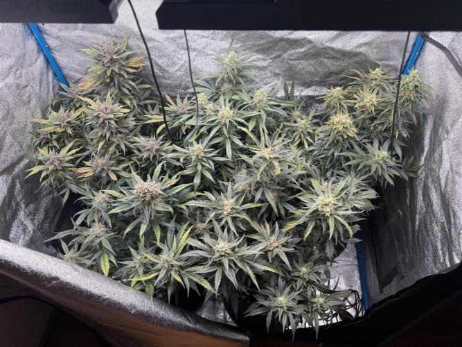 420 - Bubblegum. Week 10