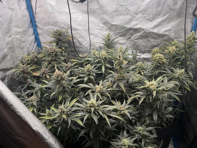 420 - Bubblegum. Week 10