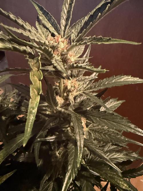 420 - Bubblegum