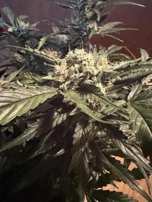 BubbleGum Auto. Week 11