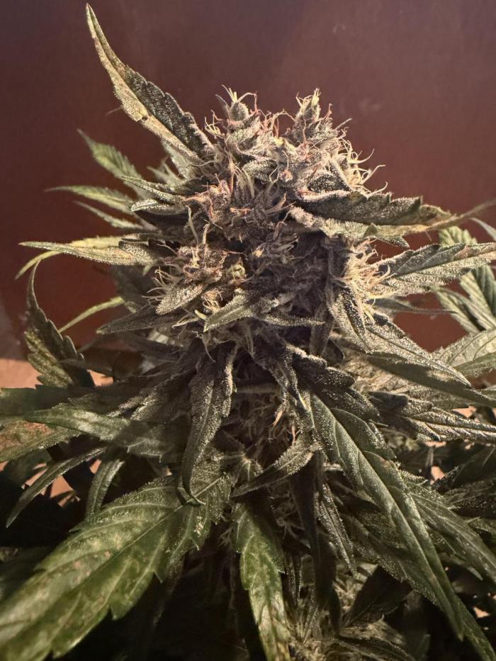 420 - Guava Runtz. Week 11